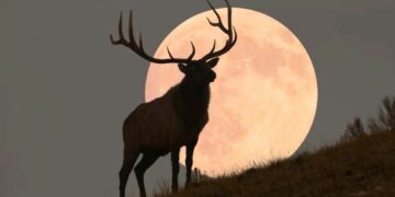 Atentos al cielo: esta noche tendremos la primera luna llena del verano o luna de ciervo