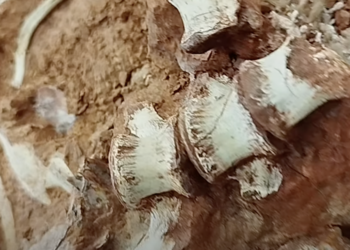 Las fuertes lluvias en Brasil desentierran el fósil de dinosaurio más antiguo que se conoce