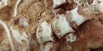 Las fuertes lluvias en Brasil desentierran el fósil de dinosaurio más antiguo que se conoce