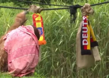Walter, el orangután profeta de Dortmund, da como ganadora a España frente a Alemania en cuartos