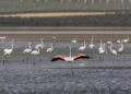 La sequía impide la cría de los flamencos de Fuente de Piedra por segundo año