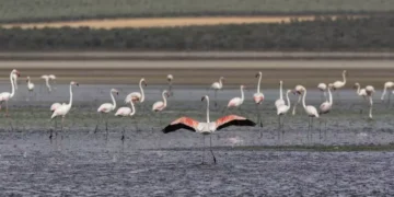 La sequía impide la cría de los flamencos de Fuente de Piedra por segundo año