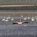 La sequía impide la cría de los flamencos de Fuente de Piedra por segundo año