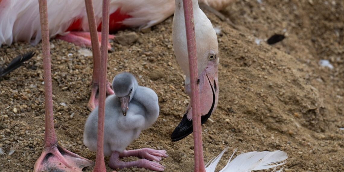 Nacen los primeros flamencos del año en Bioparc Fuengirola