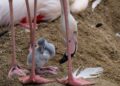 Nacen los primeros flamencos del año en Bioparc Fuengirola