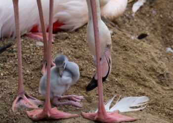 Nacen los primeros flamencos del año en Bioparc Fuengirola