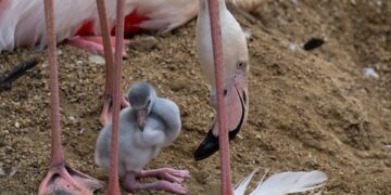 Nacen los primeros flamencos del año en Bioparc Fuengirola