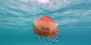 La nueva app de Infomedusas está disponible en inglés y francés y se extiende por 176 playas malagueñas, así como por todo el Mediterráneo andaluz, Ceuta y Melilla