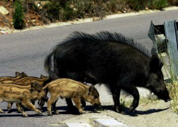 Malherido un joven tras chocar su moto contra un jabalí