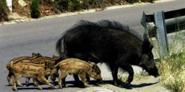 Malherido un joven tras chocar su moto contra un jabalí