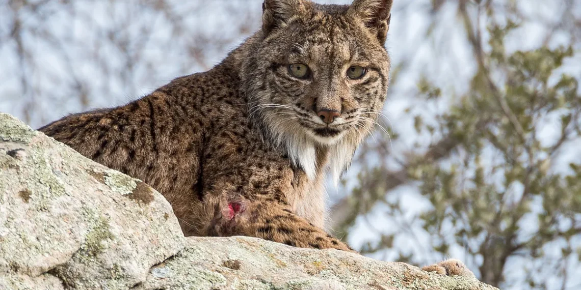 Hallan atropellado un lince ibérico en Málaga