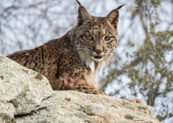 Hallan atropellado un lince ibérico en Málaga