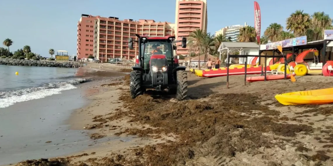 La llegada masiva de algas obliga a operarios de Benalmádena a trabajar de madrugada
