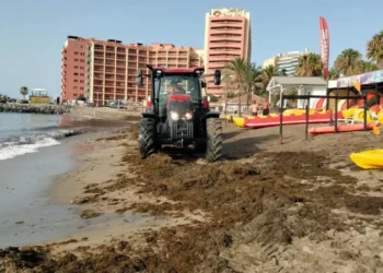 La llegada masiva de algas obliga a operarios de Benalmádena a trabajar de madrugada