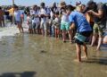 La Junta suelta en Marbella a 49 tortugas boba recuperadas en el CEGMA de Algeciras