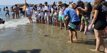 La Junta suelta en Marbella a 49 tortugas boba recuperadas en el CEGMA de Algeciras