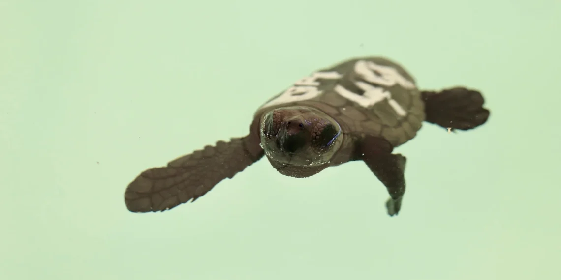 Marbella devuelve al mar las crías de tortuga aparecidas hace un año en sus playas