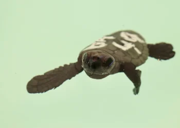 Marbella devuelve al mar las crías de tortuga aparecidas hace un año en sus playas