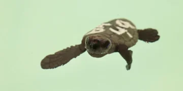 Marbella devuelve al mar las crías de tortuga aparecidas hace un año en sus playas