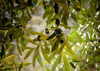 Descubren un compuesto del olivo que acelera la recuperación tras un ictus