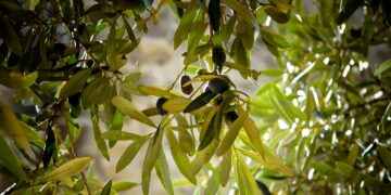 Descubren un compuesto del olivo que acelera la recuperación tras un ictus