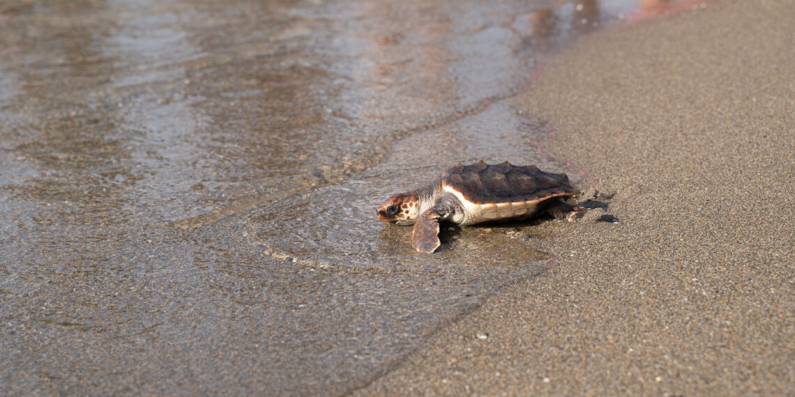 Benalmádena suelta las cinco últimas tortugas bobas que nacieron el año pasado en Marbella