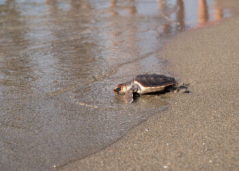 Benalmádena suelta las cinco últimas tortugas bobas que nacieron el año pasado en Marbella