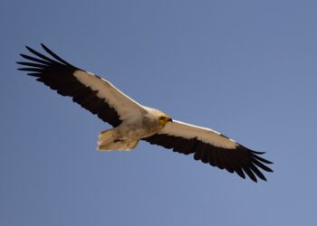 El alimoche común, en peligro de extinción, experimenta un «ligero aumento» en Andalucía