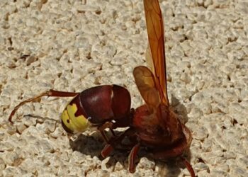 Vecinos de Los Pacos alertan de la presencia de avispas orientales