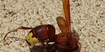 Vecinos de Los Pacos alertan de la presencia de avispas orientales