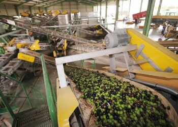 Andalucía, líder en exportaciones de aceite de oliva, supera por primera vez los 2.000 millones en ventas