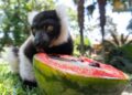 Helados y difusores para refrescar las instalaciones en Bioparc Fuengirola para combatir las altas temperaturas