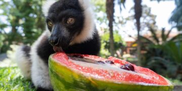 Helados y difusores para refrescar las instalaciones en Bioparc Fuengirola para combatir las altas temperaturas