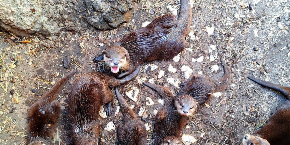 La familia de nutrias de Sea Life Benalmádena aumenta tras un nacimiento cuádruple