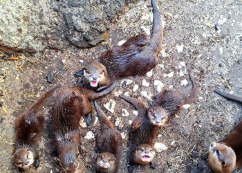 La familia de nutrias de Sea Life Benalmádena aumenta tras un nacimiento cuádruple