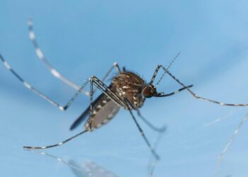 Detectan un aumento de casos del virus del Nilo respecto a temporadas anteriores