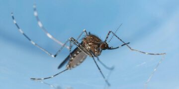 Detectan un aumento de casos del virus del Nilo respecto a temporadas anteriores