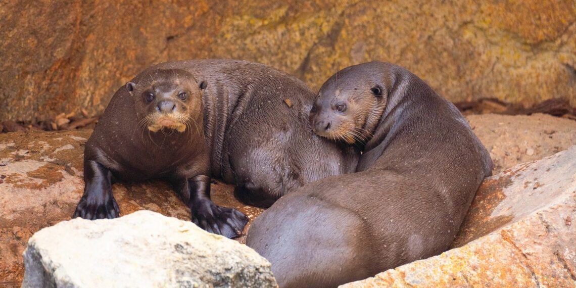 Una pareja de la especie de nutria más grande del mundo llega a Bioparc Fuengirola