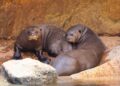 Una pareja de la especie de nutria más grande del mundo llega a Bioparc Fuengirola
