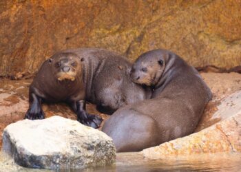 Una pareja de la especie de nutria más grande del mundo llega a Bioparc Fuengirola