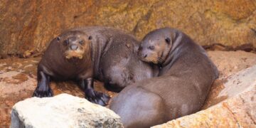 Una pareja de la especie de nutria más grande del mundo llega a Bioparc Fuengirola