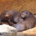 Una pareja de la especie de nutria más grande del mundo llega a Bioparc Fuengirola