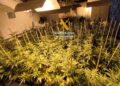 Tres detenidos tras desmantelar plantaciones de marihuana indoor en la comarca del Valle del Gualhorce