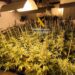 Tres detenidos tras desmantelar plantaciones de marihuana indoor en la comarca del Valle del Gualhorce