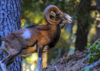 La Diputación pone el foco en ‘La Málaga Salvaje’ para dar a conocer la fauna de la provincia