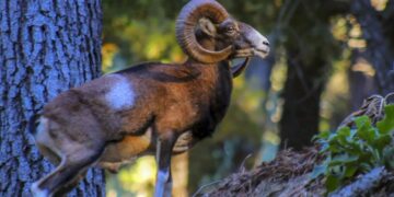 La Diputación pone el foco en ‘La Málaga Salvaje’ para dar a conocer la fauna de la provincia