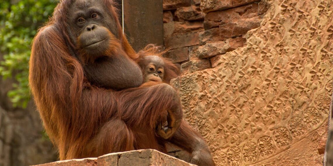 Bioparc se suma a la celebración del Día de los Primates y se vuelca con su conservación en sus parques