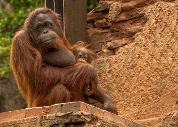 Bioparc se suma a la celebración del Día de los Primates y se vuelca con su conservación en sus parques