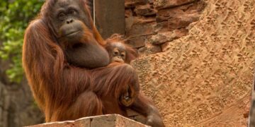 Bioparc se suma a la celebración del Día de los Primates y se vuelca con su conservación en sus parques