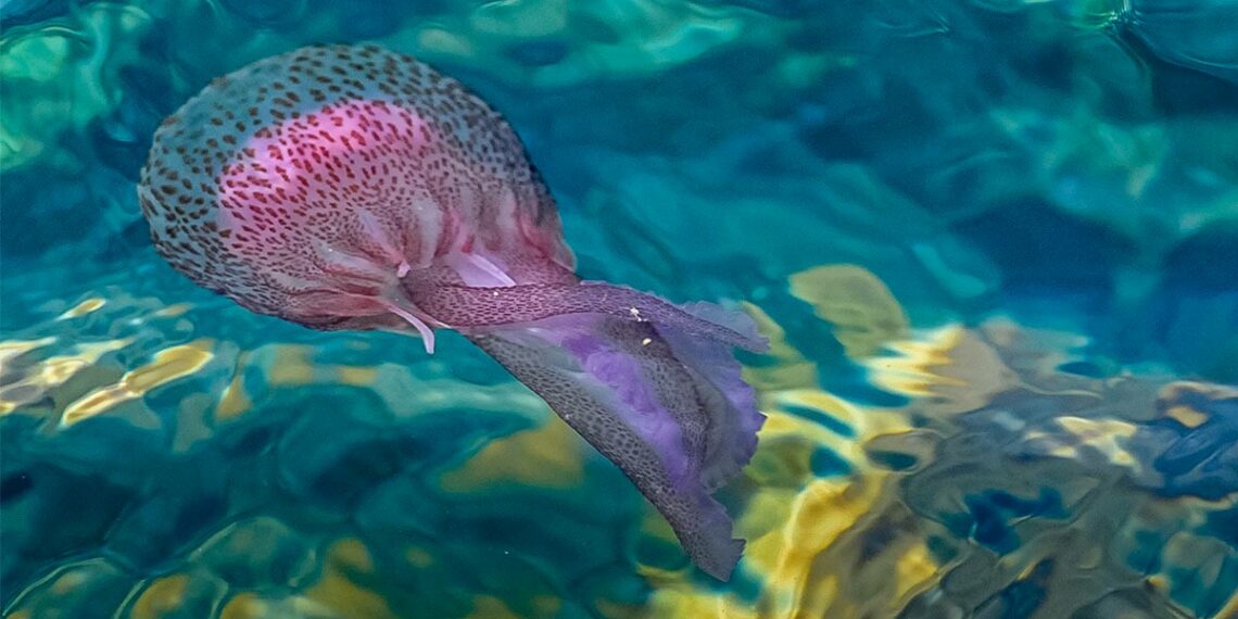 ¿Por qué no hay medusas en la Costa del Sol este verano?